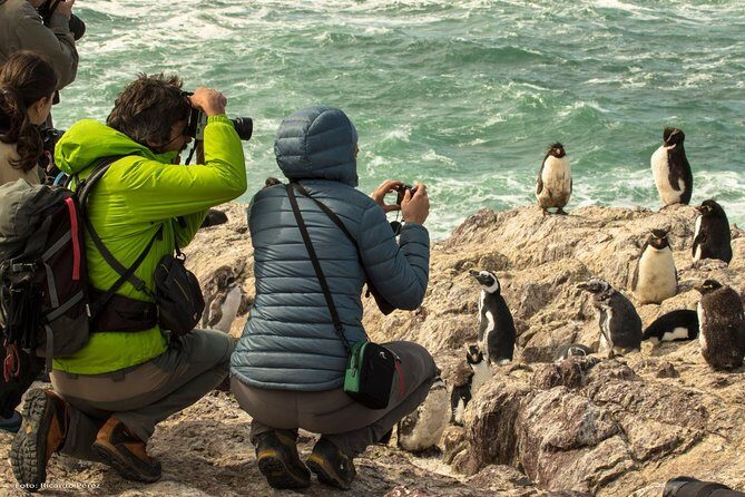 Full day excursion to Pedral, Guided visit to the Penguin Colony and countryside day with lunch - Who Should Consider This Tour?