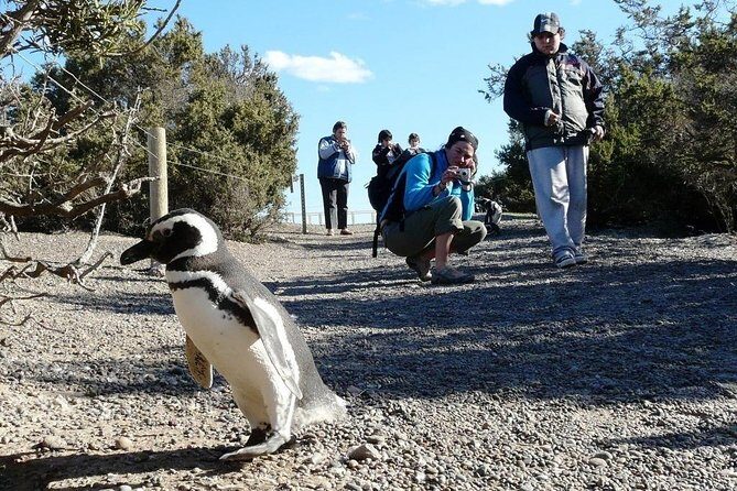 Full day excursion to Pedral, Guided visit to the Penguin Colony and countryside day with lunch - FAQ