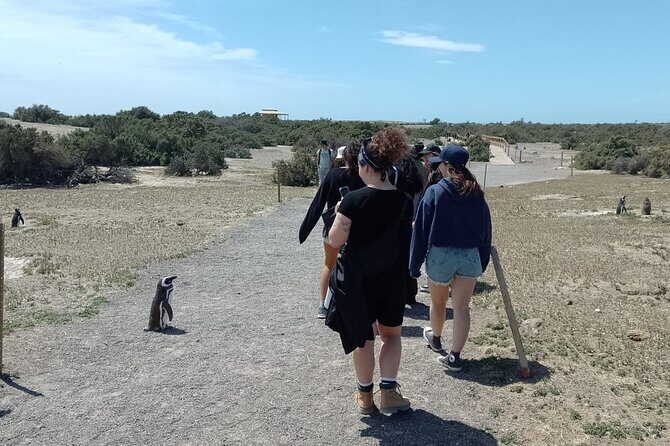 Full-day excursion to Punta Tombo Natural Penguin Park - A Close Look at the Itinerary and Experiences