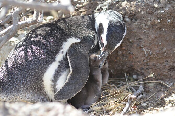 Full-day excursion to Punta Tombo Natural Penguin Park - Who Would Love This Tour?