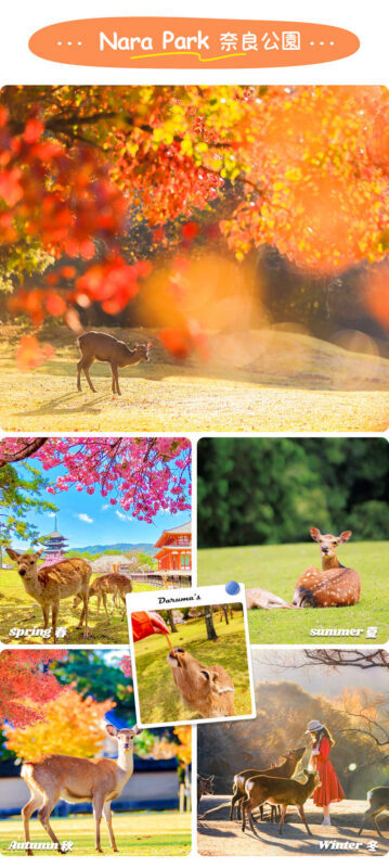 Full-day experience at Osaka Nara Park and Ikoma Sanjo Amusement Park, enjoying panoramic mountain views - Guide quality, language, and the group pace