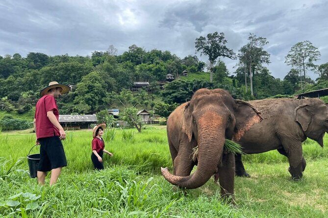 Full Day Experience at Ran-Tong Save & Rescue Elephant Centre - A Deep Dive into the Ran-Tong Elephant Experience
