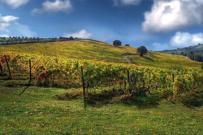 Full day experience | Tasting & art among the Orvieto vineyards - The Sum Up