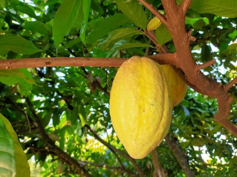 Full Day Experience to Farm and Chocolate - Full Day Experience to Farm and Chocolate: A Sweet Vietnamese Adventure