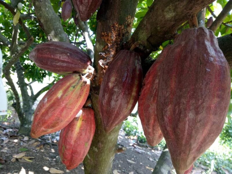 Full Day Experience to Farm and Chocolate - The Experience as Reported by Travelers