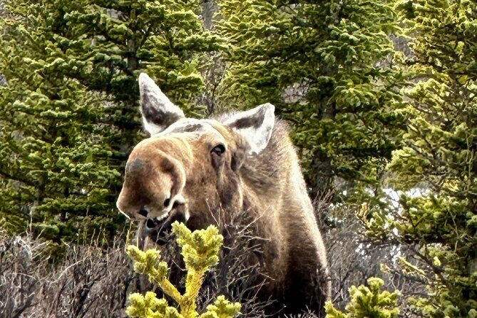 Full Day: Fairbanks to Denali Winter Adventure & SHERP Tour - Final Thoughts