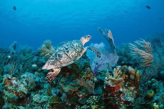 Full Day Fishing, Snorkeling, Iguana Island, Cruising, BBQ - A Closer Look at the Experience