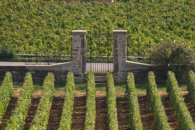 Full day from Dijon: the most of Burgundy with lunch - The Transportation and Group Size