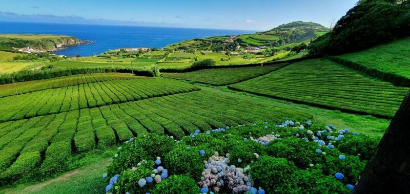 Full Day: Furnas, Tea Plantations & More With Lunch - Final Thoughts