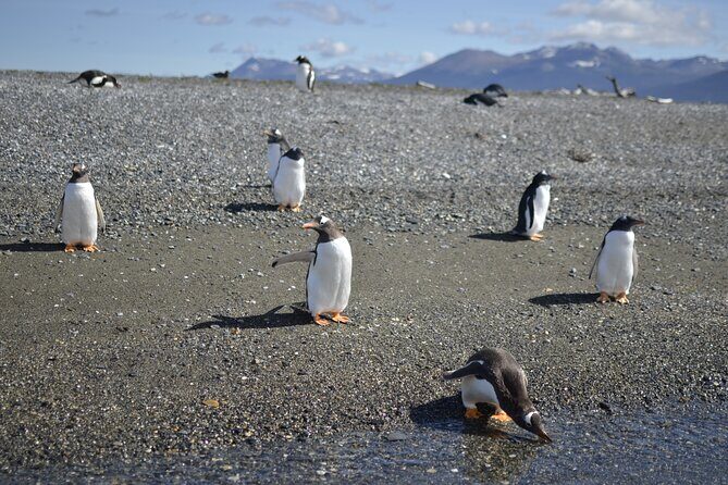 Full-Day Gable Island Eco-Adventure in the Beagle Channel - Final Thoughts: Is This Tour Right for You?