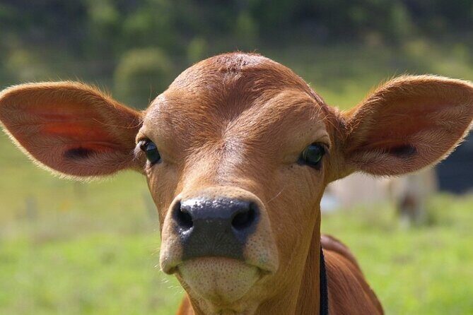 Full Day Gokula Farm and Cessnock with New Castle - Frequently Asked Questions