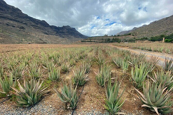 Full-Day Gran Canaria Tour with Teror, Tejeda and Lunch in Fataga - Key Points
