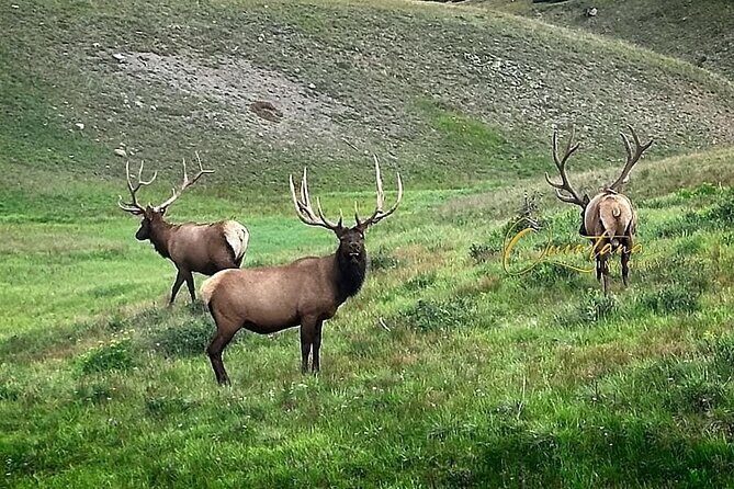 Full Day "Grand Tour" Private Chauffeured Customized Experience - A Detailed Look at the Rocky Mountain National Park Full-Day Tour