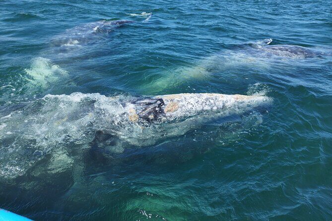 Full Day Gray Whale Watching Experience - A Deep Dive into the Gray Whale Watching Experience