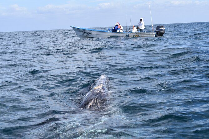 Full-Day Gray Whale Watching tour from Cabo to Mag Bay - A Deep Dive into the Cabo to Mag Bay Whale Tour