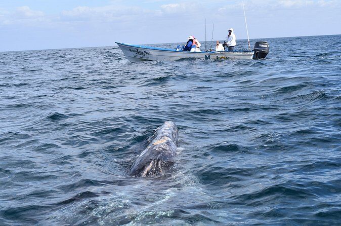 Full-Day Gray Whale Watching tour from Cabo to Mag Bay - The Sum Up