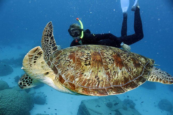 Full-Day Great Barrier Reef Snorkeling from Hamilton Island - Key Points