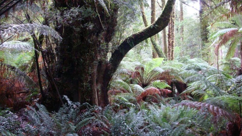 Full Day Great Ocean Road Private Guided Tour - Who Should Consider This Tour?