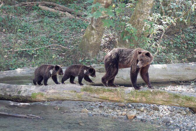 Full Day Grizzly Bear Tour to Bute Inlet - Potential Drawbacks to Consider