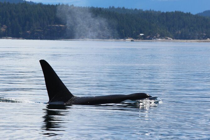 Full Day Grizzly Bear Tour to Bute Inlet - Who Should Consider This Tour?