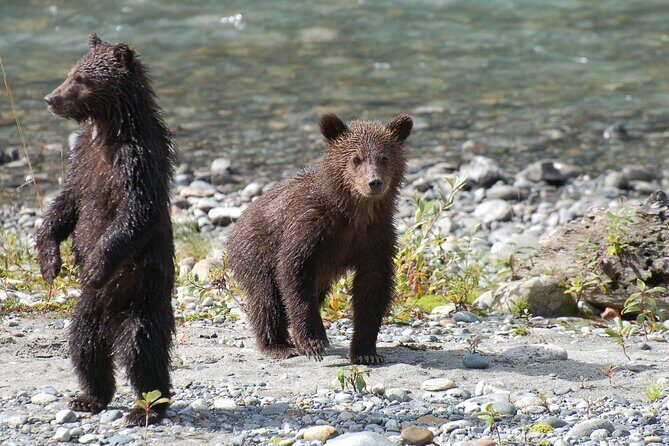 Full Day Grizzly Bear Tour to Bute Inlet - The Sum Up