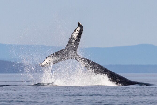 Full Day Grizzly Bear Tour to Bute Inlet - FAQ