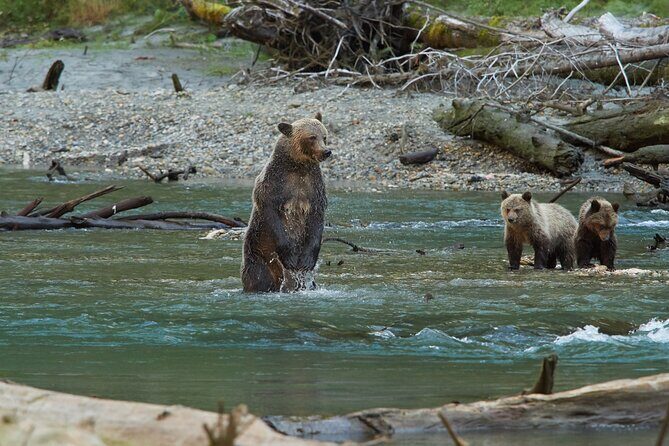 Full Day Grizzly Bear Tour to Toba Inlet - Why This Tour Offers Value