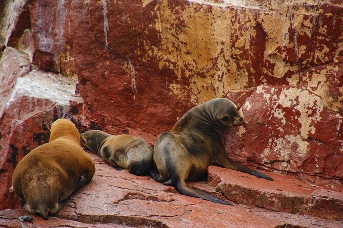 Full Day Group Tour Paracas and Ica from Lima - FAQ