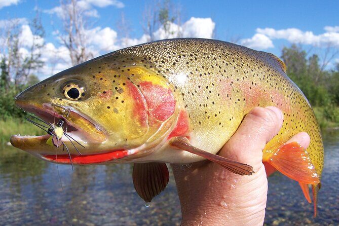 Full Day Guided Fly Fishing Trip From Jackson Hole - Jackson Holes Premier Fly Fishing Adventure: A Full-Day Guided Trip