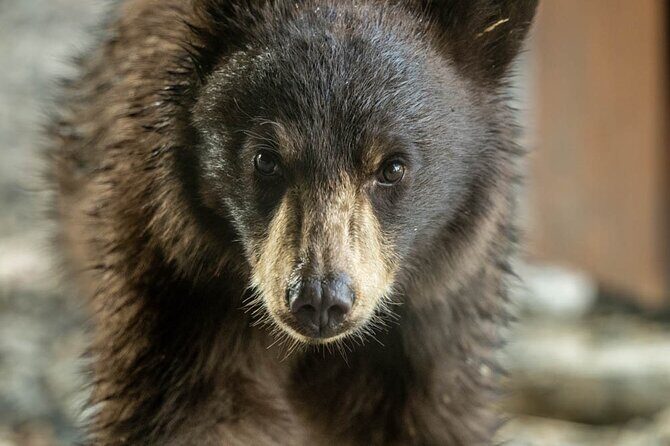 Full Day Guided Photo Tour in Yellowstone - An In-Depth Look at the Full Day Guided Photo Tour in Yellowstone