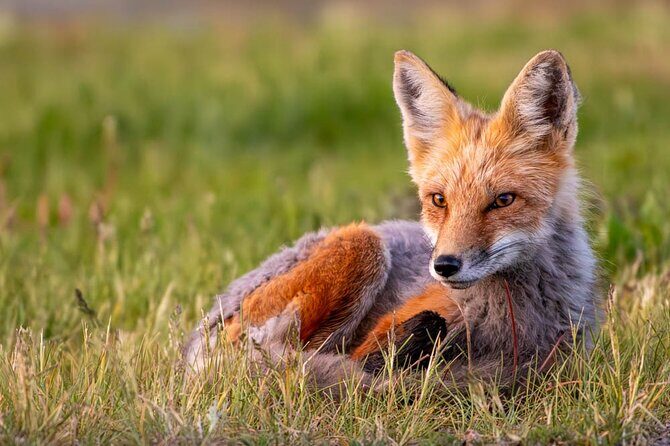 Full Day Guided Photo Tour in Yellowstone - Breakdowns of the Itinerary