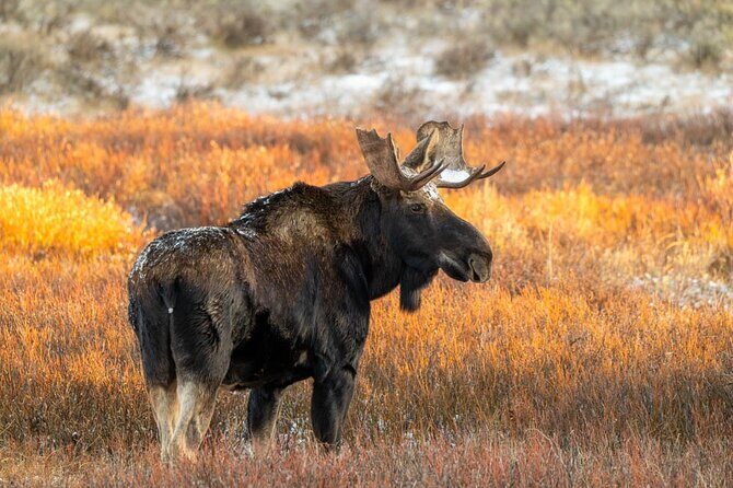 Full Day Guided Photo Tour in Yellowstone - Who Should Consider This Tour?