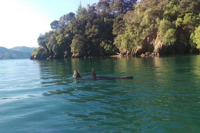 Full day Guided Sea Kayak Tour from Picton - Who Should Consider This Tour?