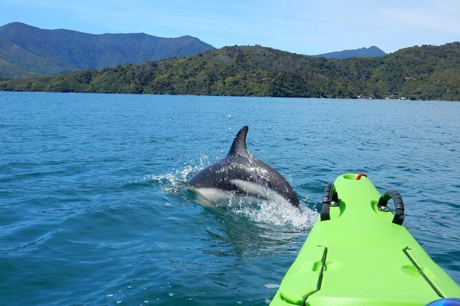 Full day Guided Sea Kayak Tour from Picton - Final Thoughts