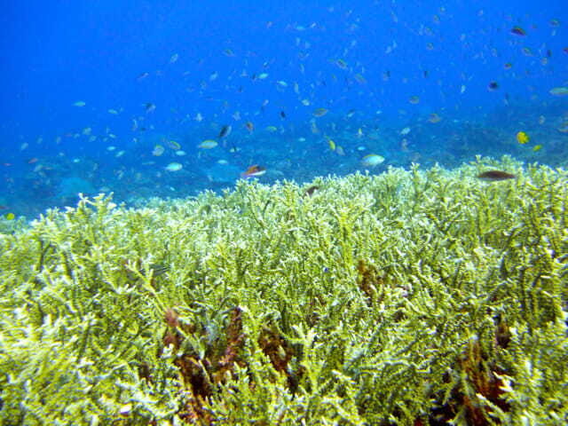 Full-Day Guided Snorkeling Tour from Kota Kinabalu - Final Thoughts: Is This Tour Right for You?