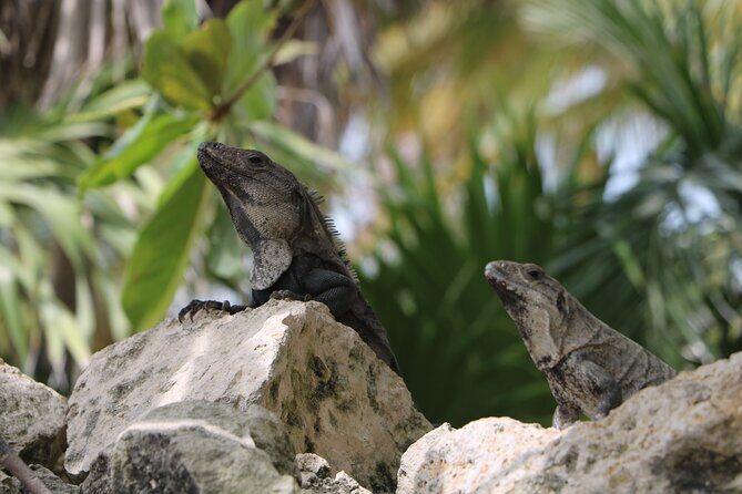 Full Day Guided Tour to Sian Ka'an (short way) - A Deep Dive into the Sian Kaan Experience