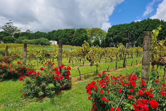 Full Day Guided Wine Tour in Mt Tamborine From Brisbane - Final Thoughts