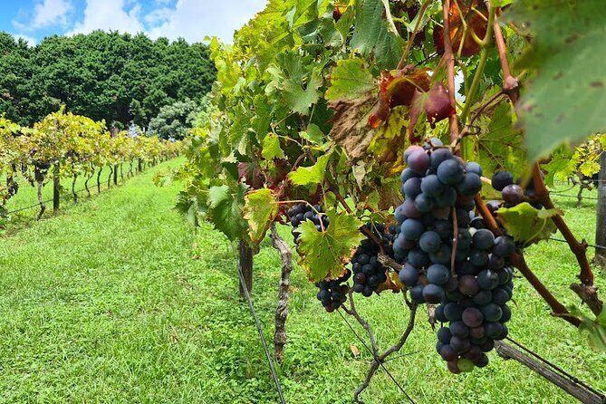 Full Day Guided Wine Tour in Mt Tamborine From Brisbane - FAQ