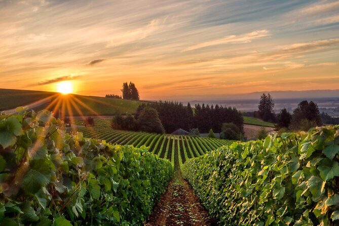 Full Day Guided Wine Tour with Tasting and Lunch - An In-Depth Look at the Rhône Wine Tour Experience