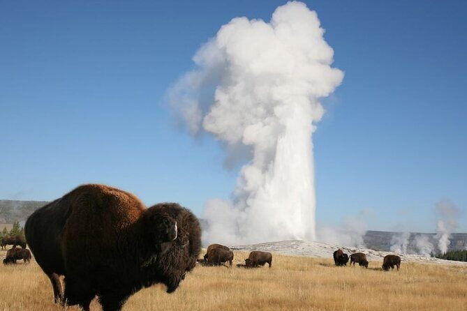 Full-Day Guided Yellowstone Day Tour - A Deep Dive into the Yellowstone Experience