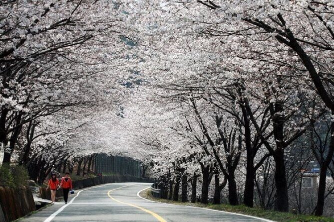 Full-day Hadong, Gwangyang, Cherry blossom, Green Tea Fields Private Tour - Key Points