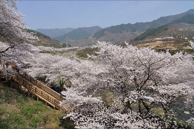 Full-day Hadong, Gwangyang, Cherry blossom, Green Tea Fields Private Tour - FAQs