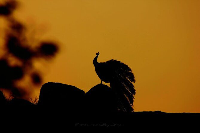 Full day / Half Day WildlifeAdventure in Yala-National-Park - An Authentic Safari in Yala National Park: What You Need to Know