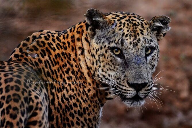 Full day / Half Day WildlifeAdventure in Yala-National-Park - Key Points