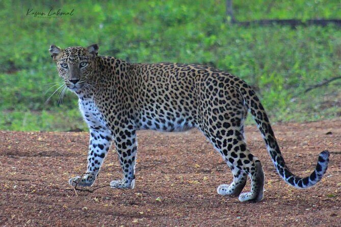 Full day / Half Day WildlifeAdventure in Yala-National-Park - Why This Tour Is a Good Choice