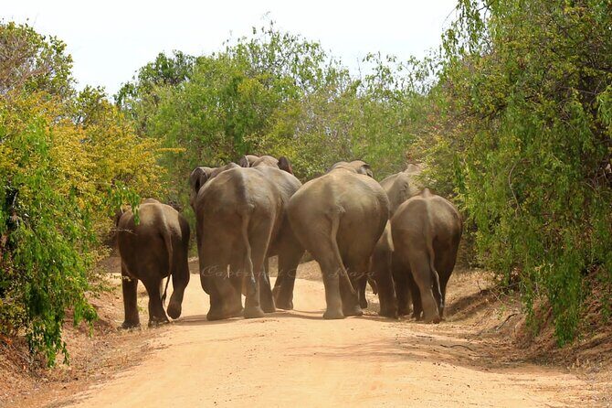 Full day / Half Day WildlifeAdventure in Yala-National-Park - Final Thoughts