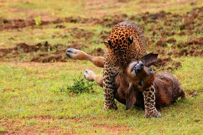 Full day / Half Day WildlifeAdventure in Yala-National-Park - Frequently Asked Questions