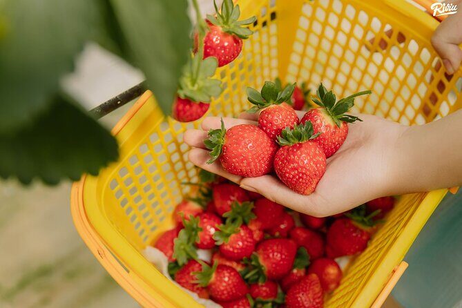 Full-Day Highlight of Da Lat The famous tourist attractions 2025 - An In-Depth Look at the Full-Day Da Lat Tour