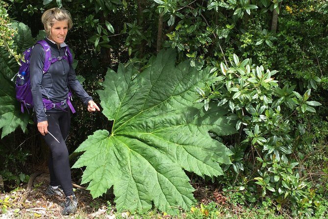 Full day HIKE Alerce Andino Parque Nacional. - Exploring the Ancient Forests of Alerce Andino National Park: A Full-Day Hiking Experience