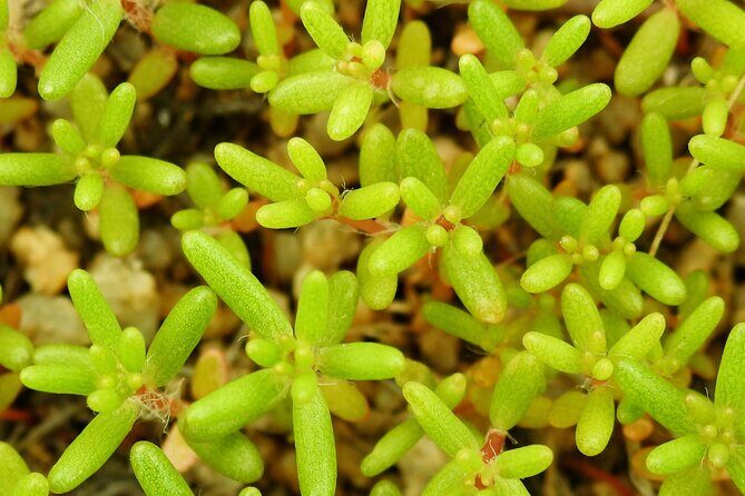 Full Day Hike in Joshua Tree National Park - An In-Depth Look at the Full-Day Hike Experience